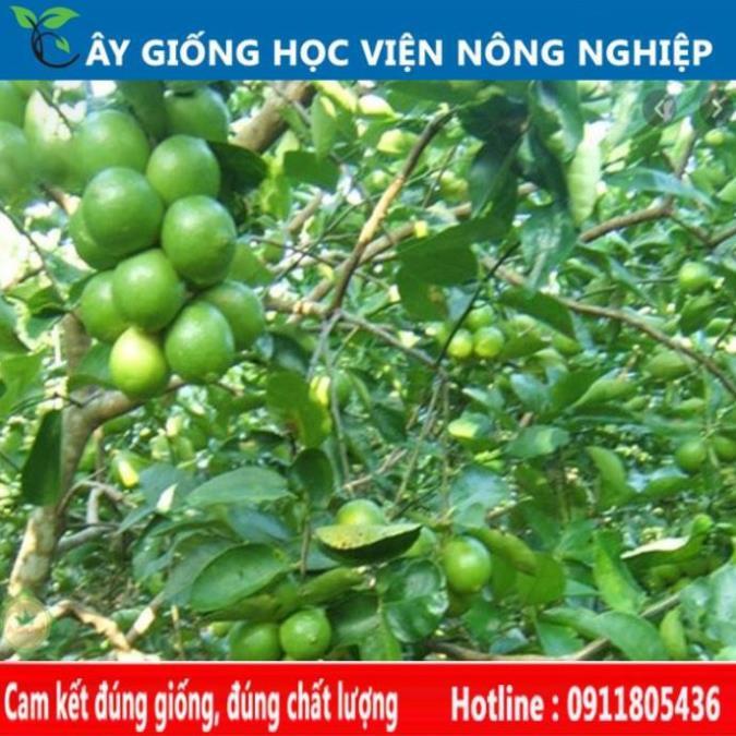 Sản phẩm Cây Ăn Trái cây giống chanh không hạt
