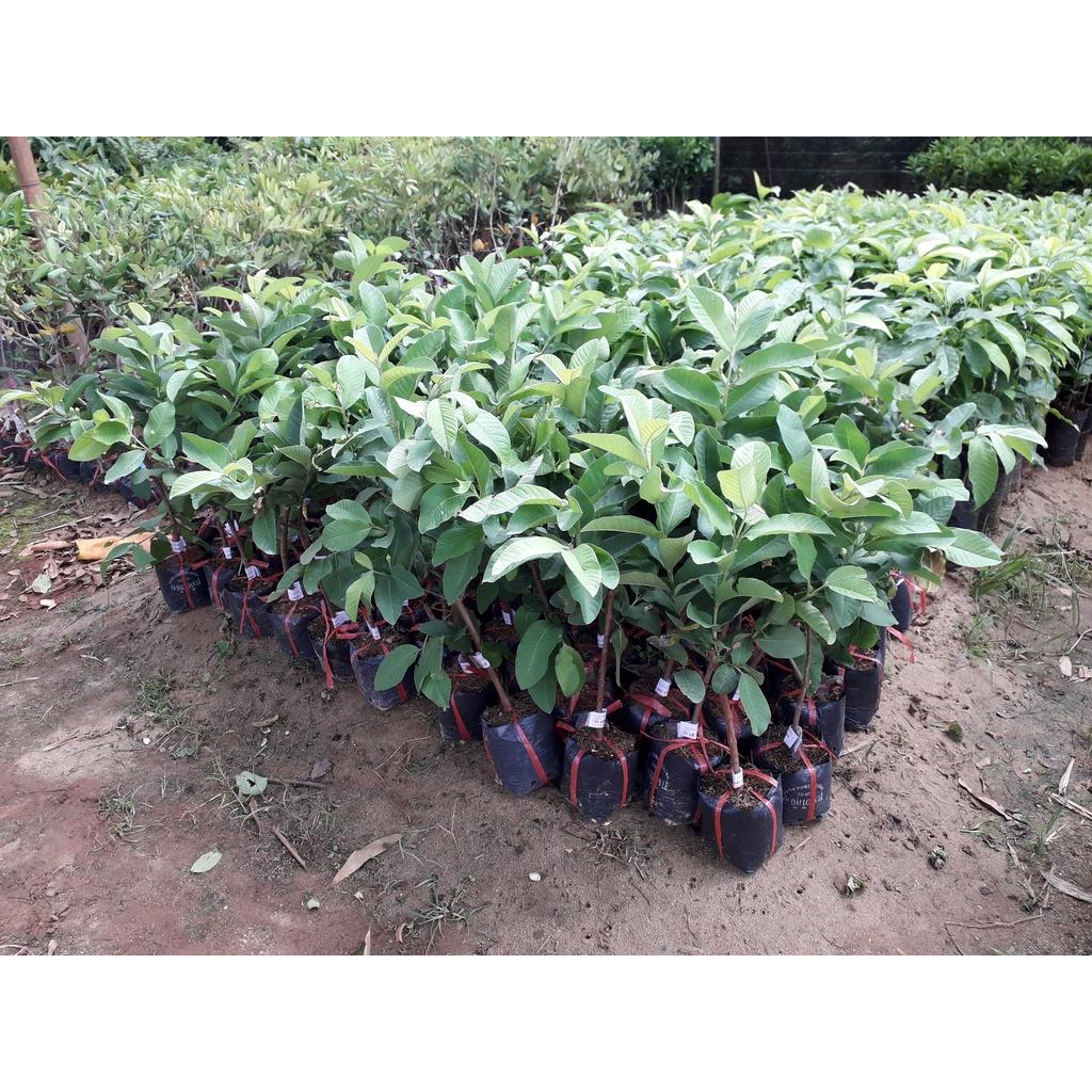 Cây giống Ổi nữ hoàng cho trái sớm.