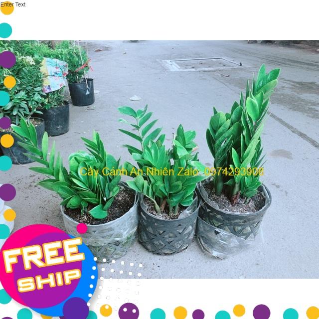 Bụi Kim Tiền 60k/Bụi