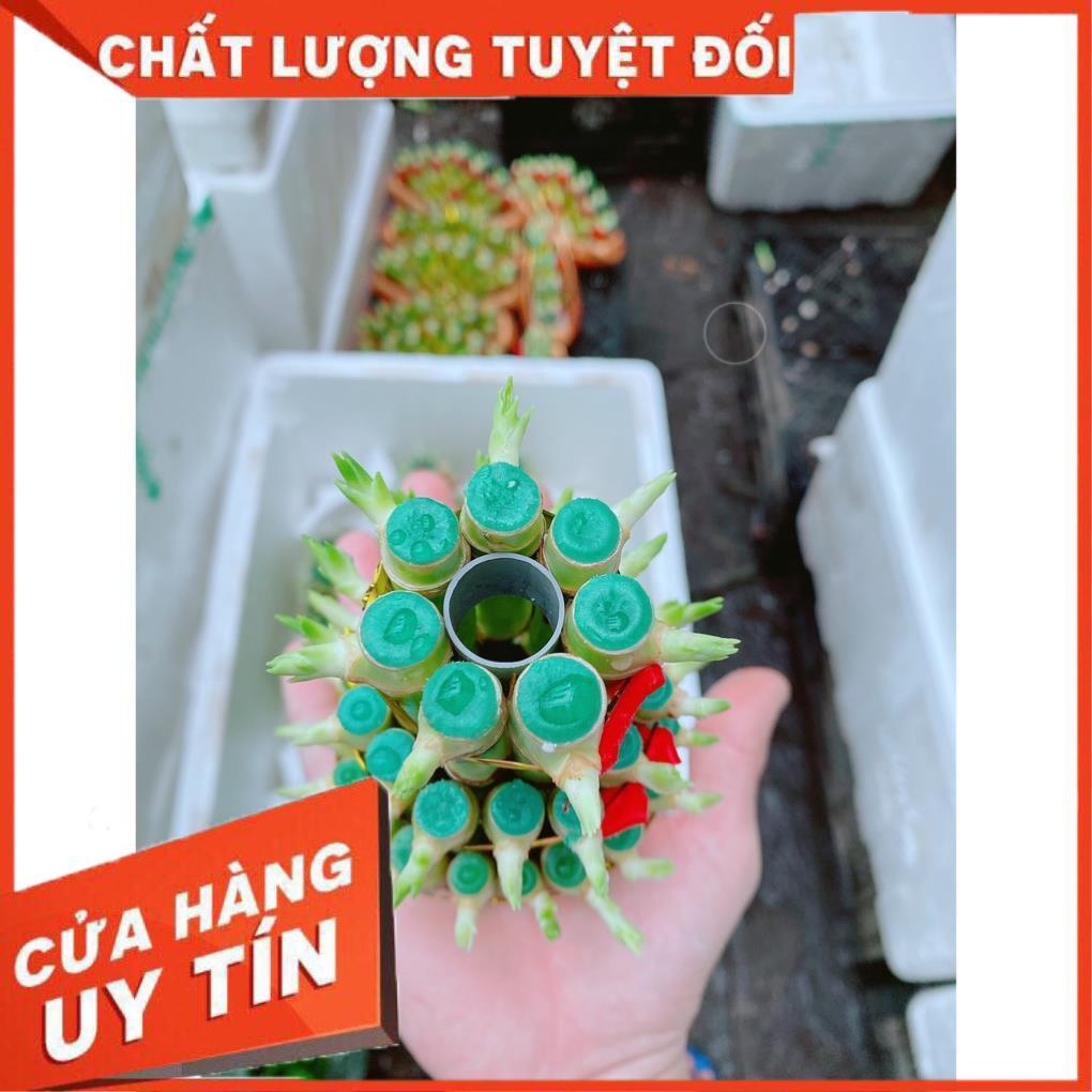 Chúc Phát Tài Hay Chúc Phát Lộc 3 Tầng Có Tặng Kèm Dĩa Lót
