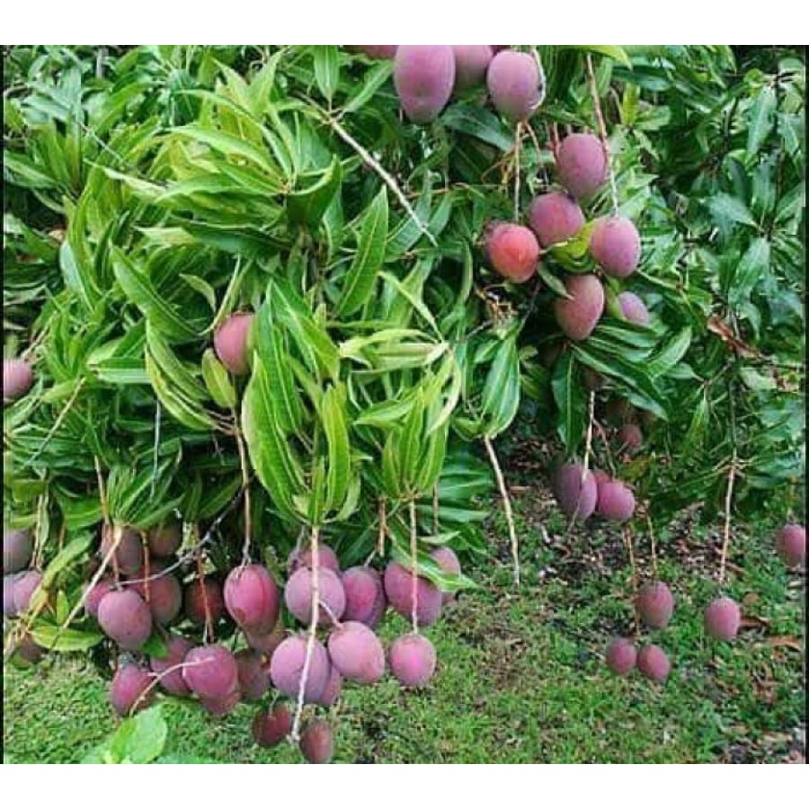 CÂY GIỐNG XOÀI NGỌC VÂN