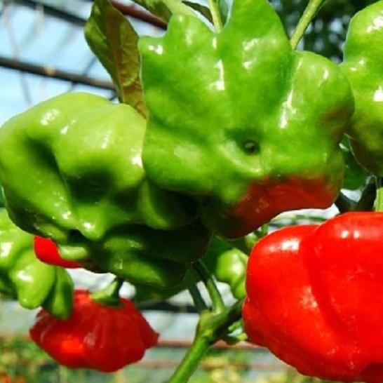 Combo 2 gói Hạt Giống Ớt Chuông Gió hoa hồng -1 gói 20 hạt-tặng kèm gói phân bón lót