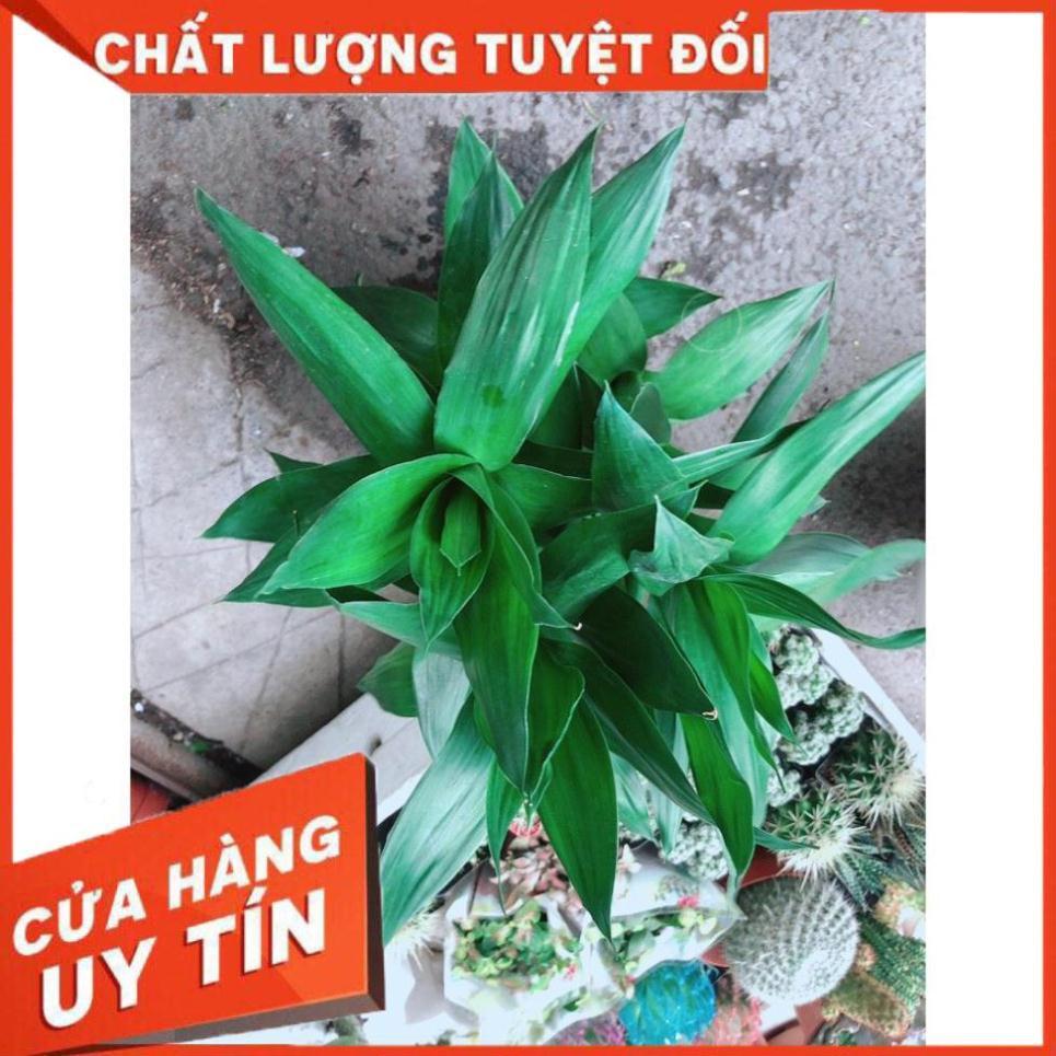 Cây Phát Tài Búp Sen Thủy Sinh