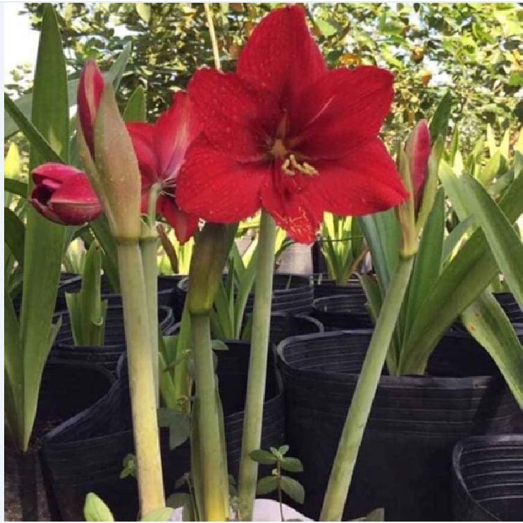 1 Củ  hoa huệ tây hoa đỏ nhung