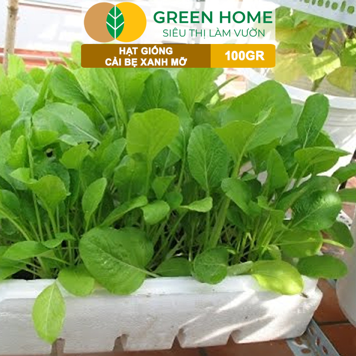 Hạt Giống Cải Bẹ Xanh Mỡ GreenHome, GÓI 100GR, Dễ Trồng, Nảy Mầm Cao, Thu Hoạch,Năng Suất R33