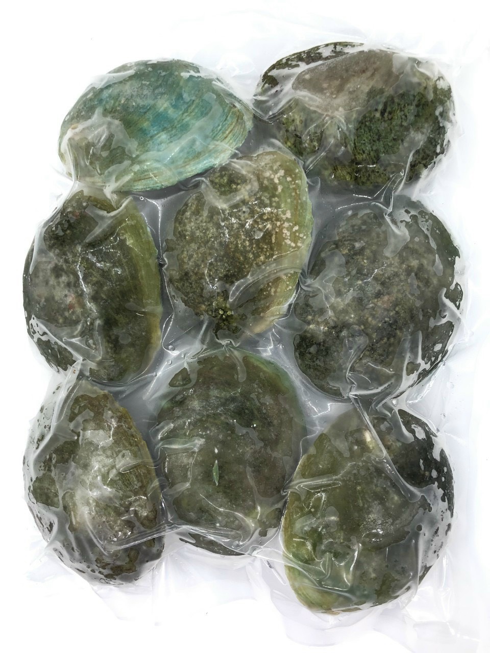Bào ngư Úc viền xanh