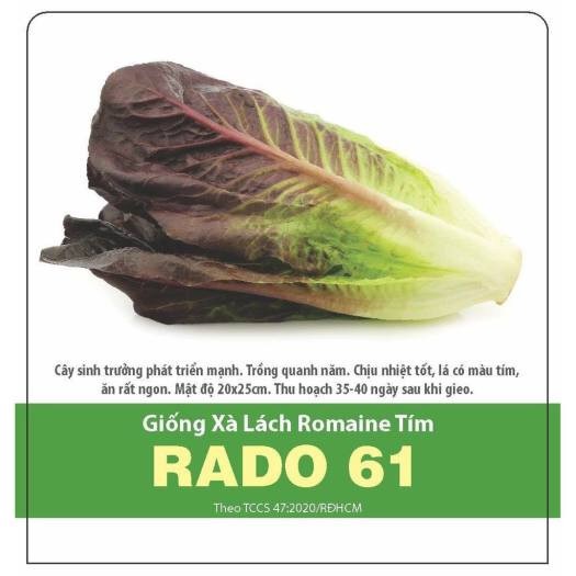 Hạt giống Xà lách Romaine tím 61