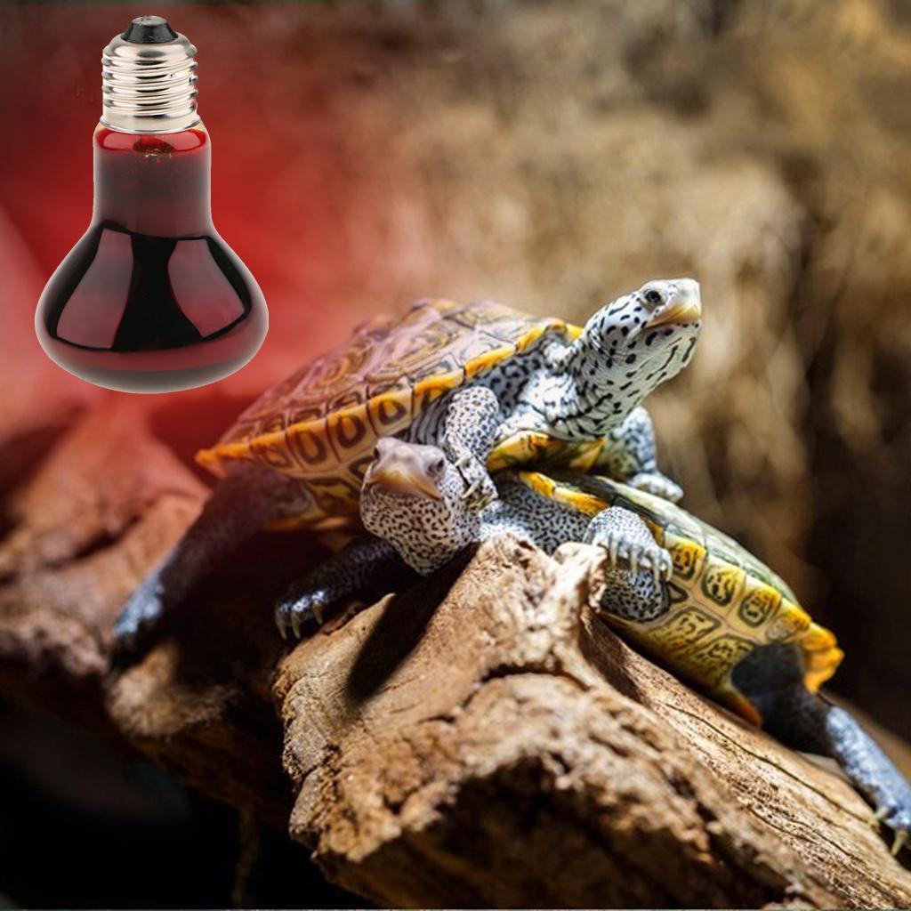 2 Pcs Reptile Tortoise Vivarium Heat Lamp Spot Basking Night Light 100W