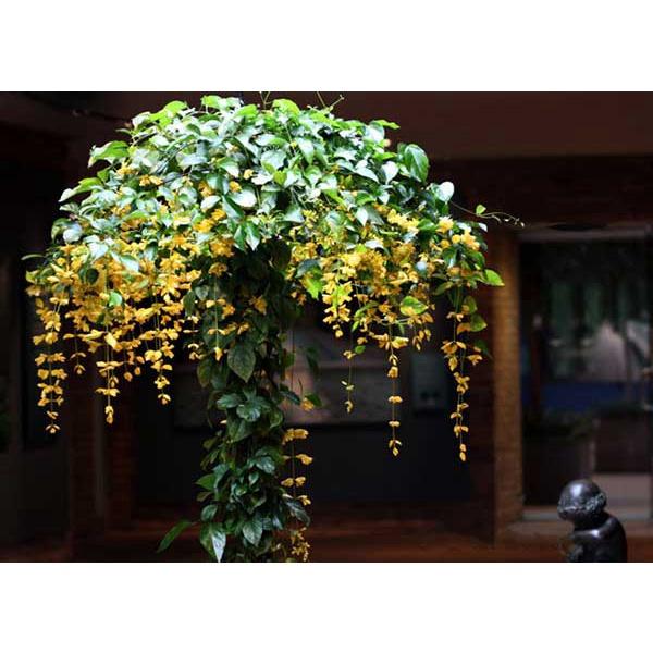 Hoa lan hoàng dương hoa leo rủ làm đẹp cho ngôi nhà bạn