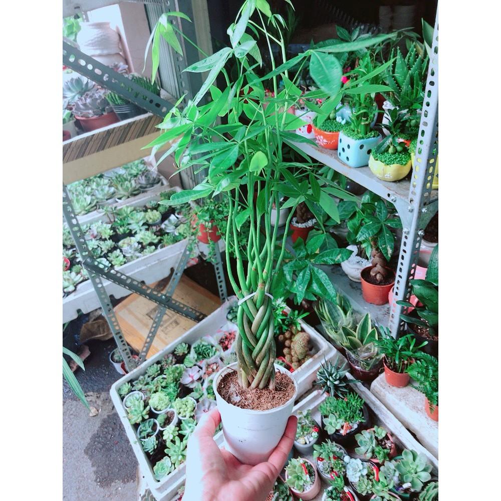 Cây Kim Ngân Bím 5 Thân Nhỏ