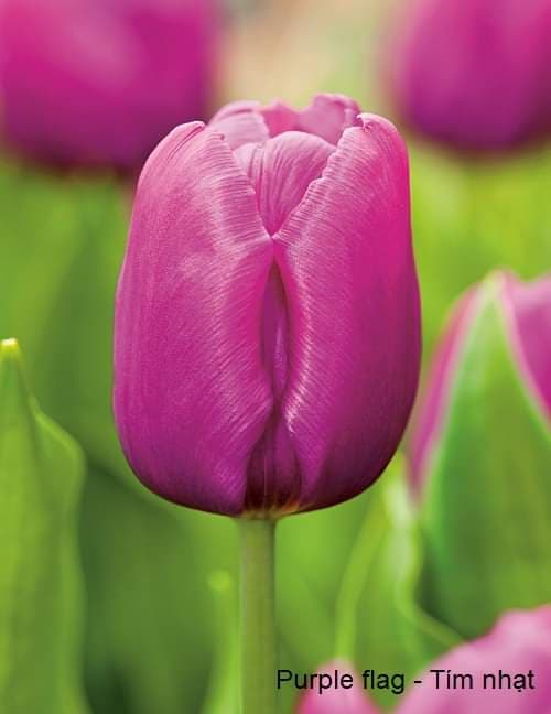 Bộ 5 củ giống hoa tulip hoa màu tím nhạt