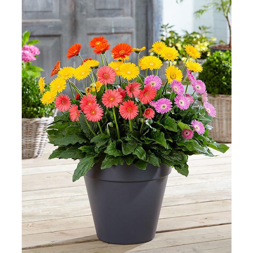 Hạt giống hoa đồng tiền mix màu-gói 15 hạt-tặng kèm gói phân bón lót