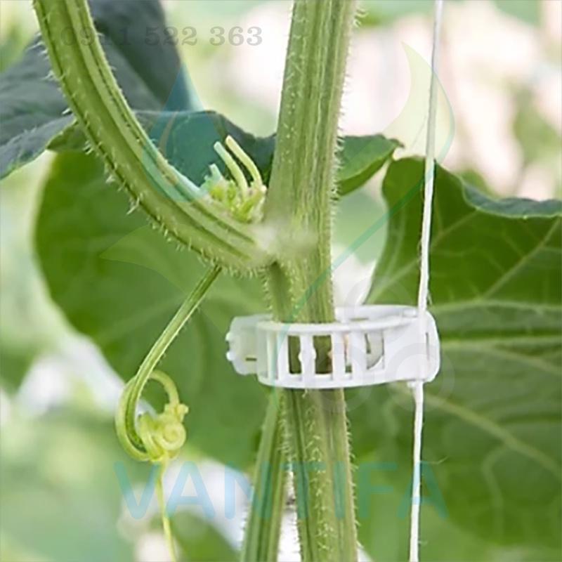 Đai Kẹp thân Dưa lưới