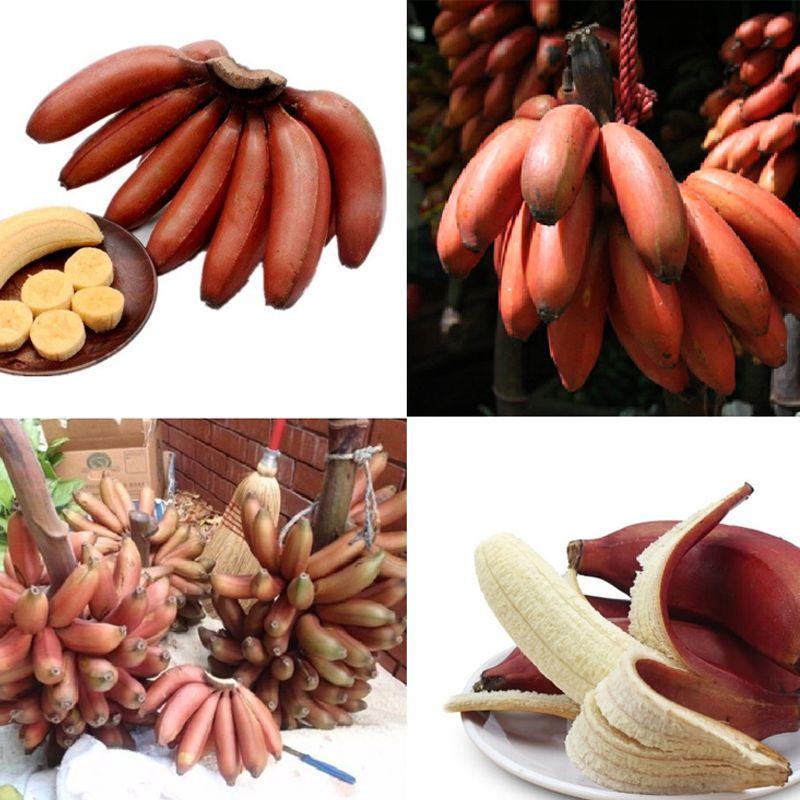 Cây giống chuối đỏ Dacca cây mô F1