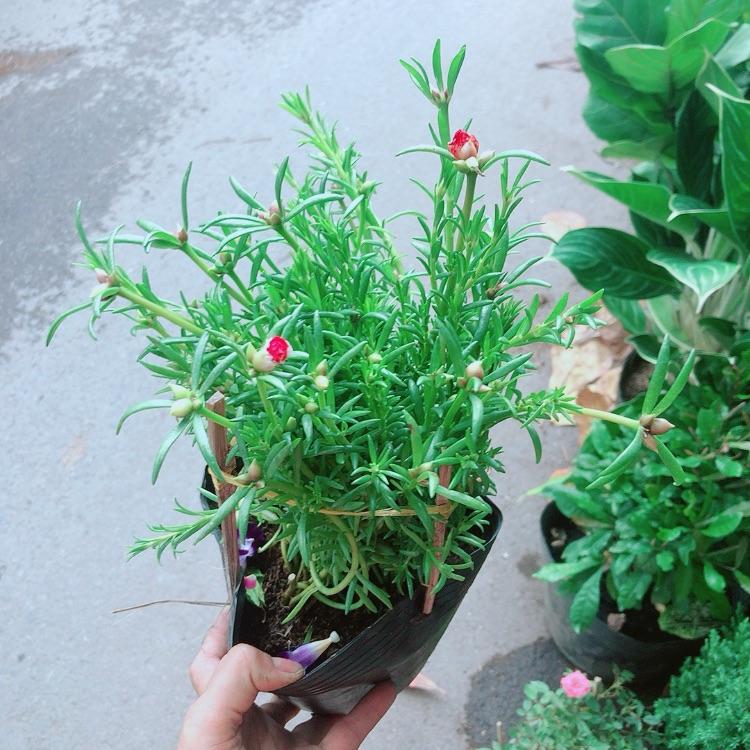 Hoa Mười Giờ