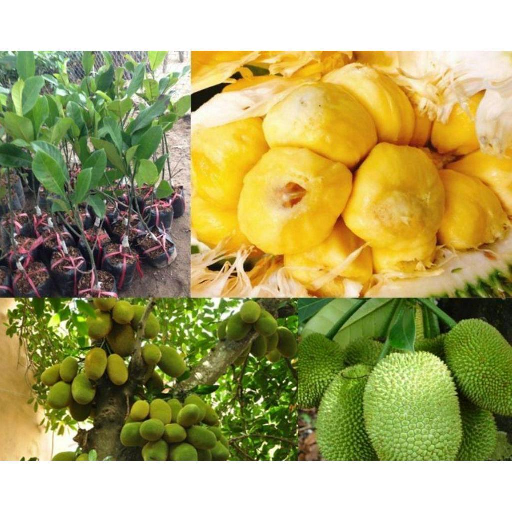 Cây mít tố nữ nữ hoàn của các loại mít