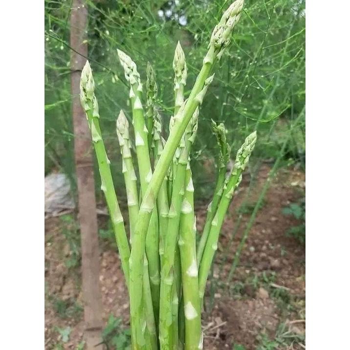 HẠT GIỐNG MĂNG TÂY XANH CHUẨN F1