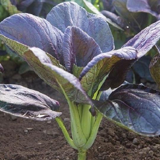 Hạt giống rau cải chíp đỏ dể trồng- gói 2 gram/tặng kèm gói phân bón lót