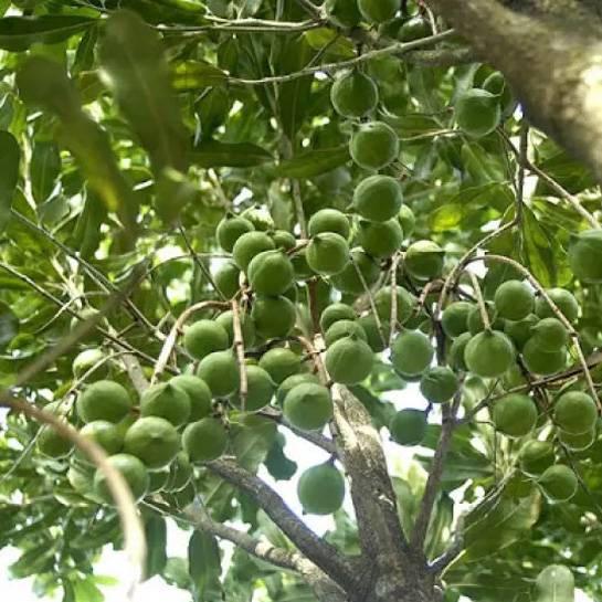 Cây Sấu quả chùm siêu năng suất - cây giống to khỏe, nhanh trái