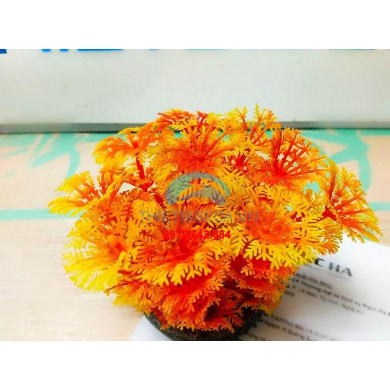 Combo 5 cây nhựa thấp ̣