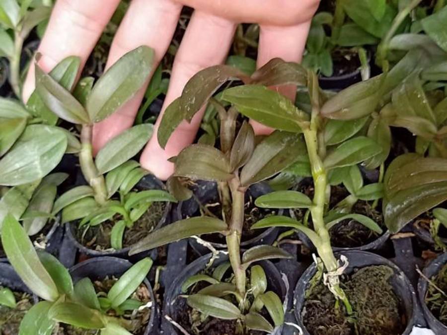 Combo 2 cây phi điệp trường sơn cực đẹp