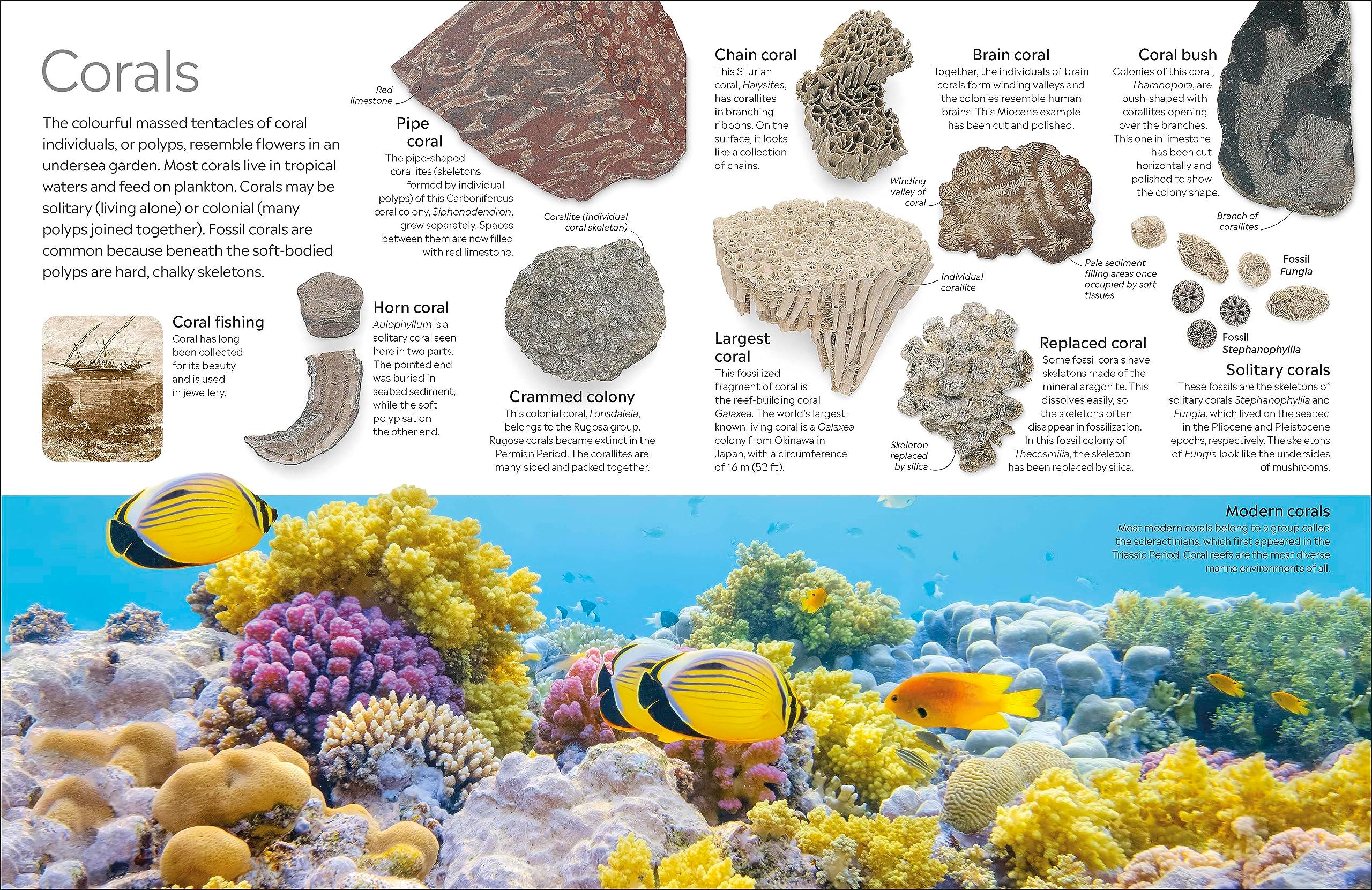 Sách ngoại văn: Eyewitness - Fossil