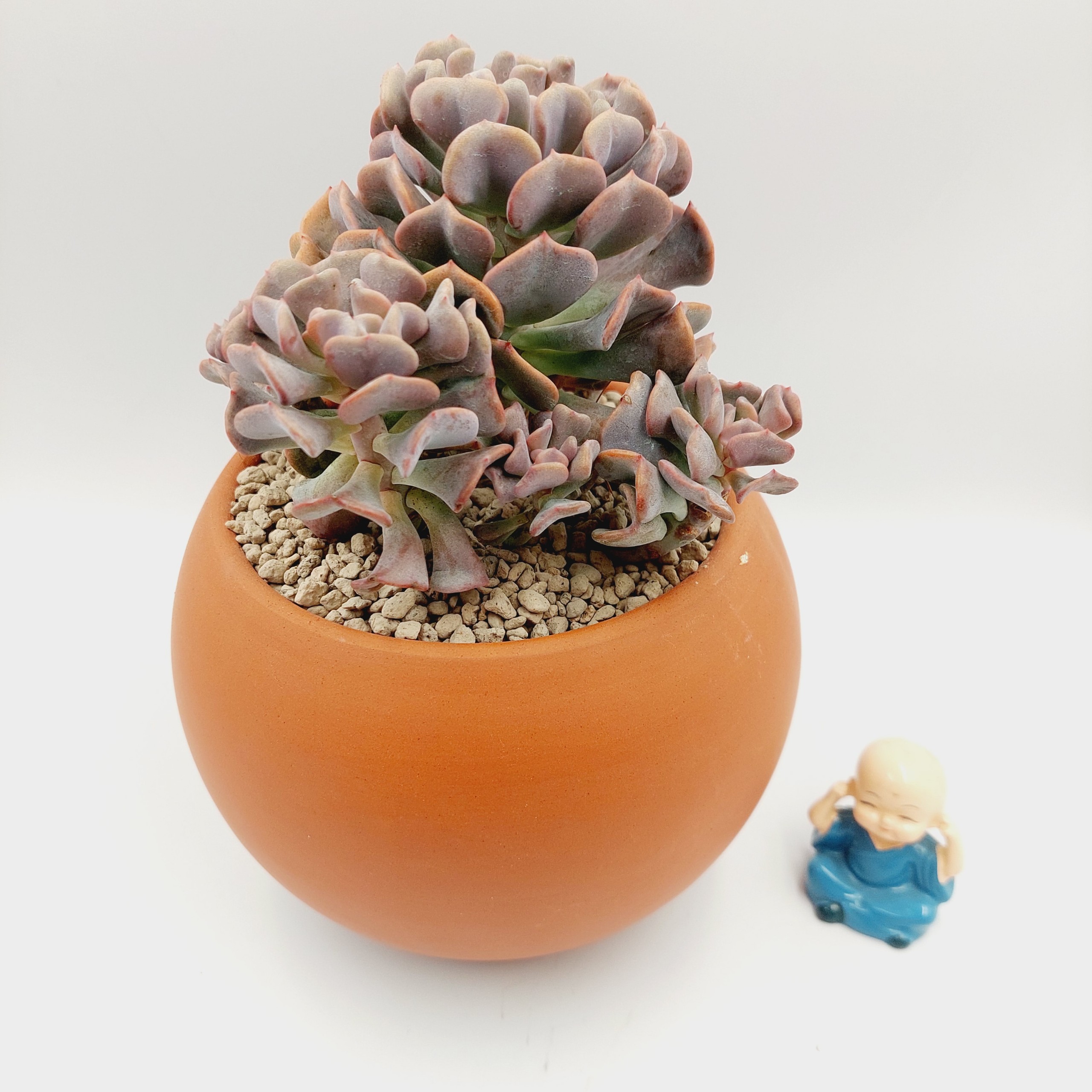 Chậu đất nung, chậu sen đá - A ball succulent 13125, miệng chậu 13cm, chiều cao 12.5cm