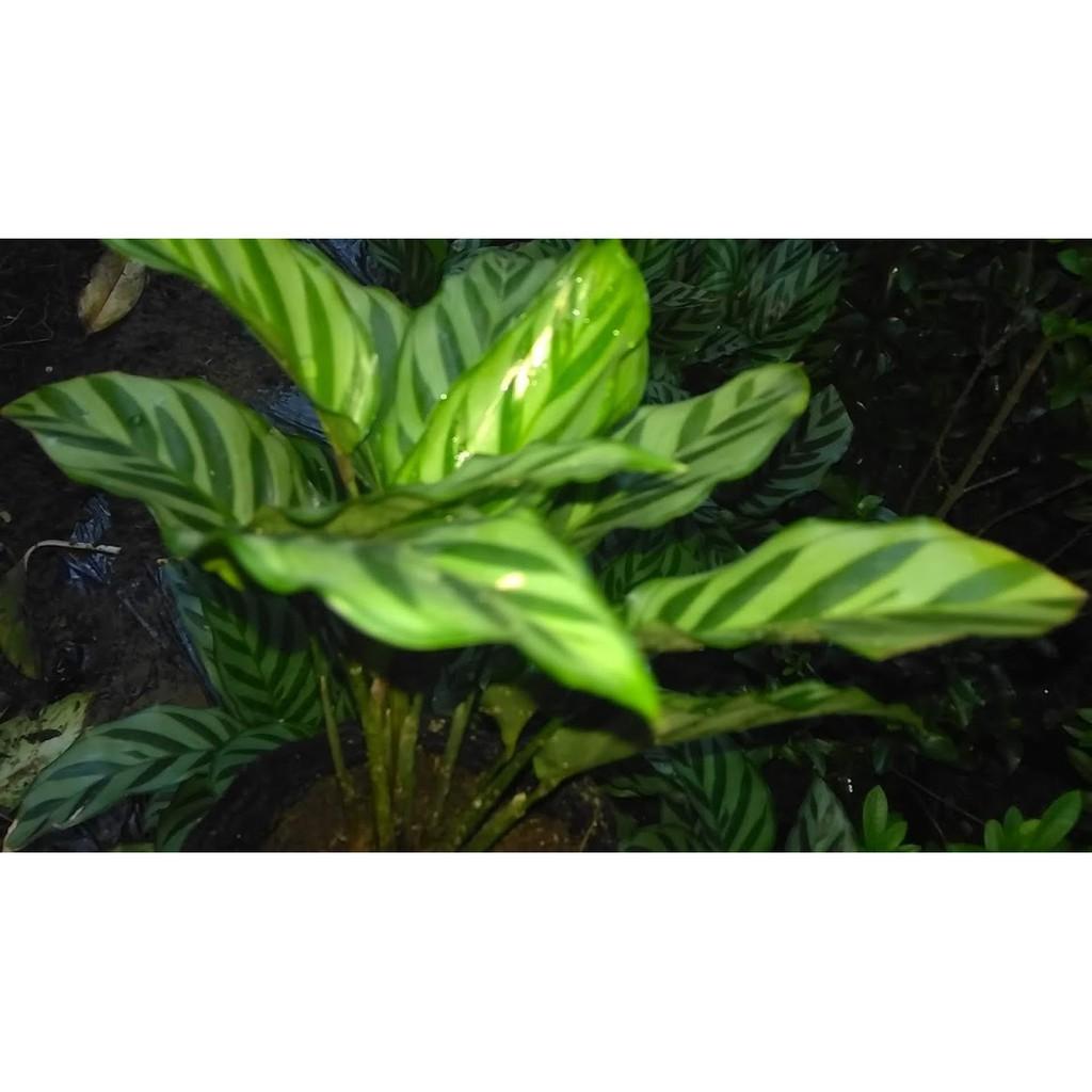 Cây đuôi công sọc xanh CALATHEA CONCINNA
