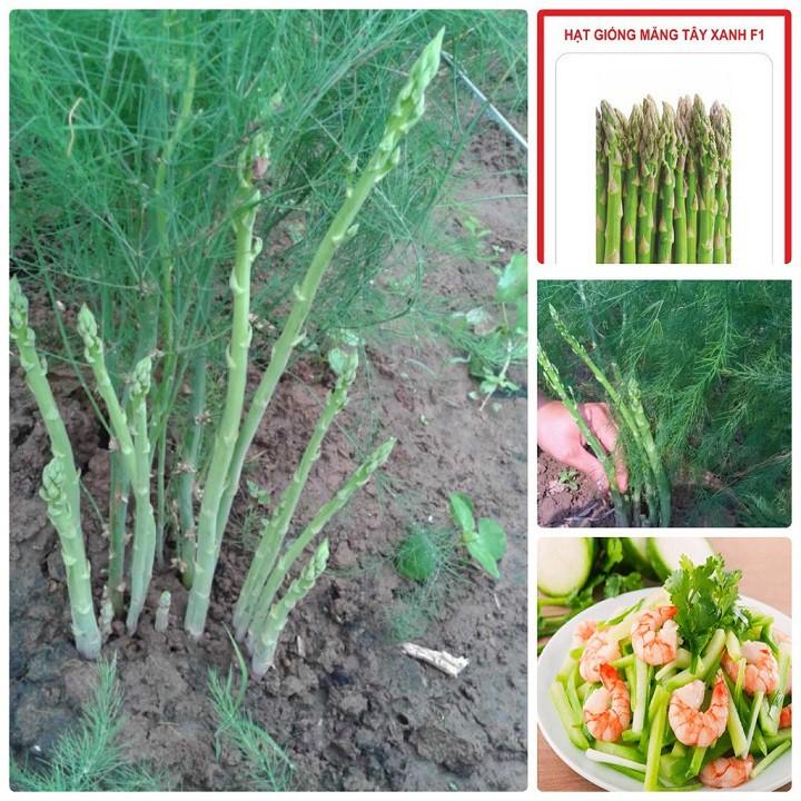 COMBO 3 Cây giống Măng Tây xanh cây giống chuẩn F1