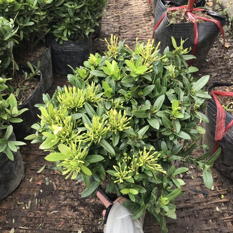 Cây hoa mẫu đơn vàng có hoa quanh năm thích hợp trồng ban công sân vườn