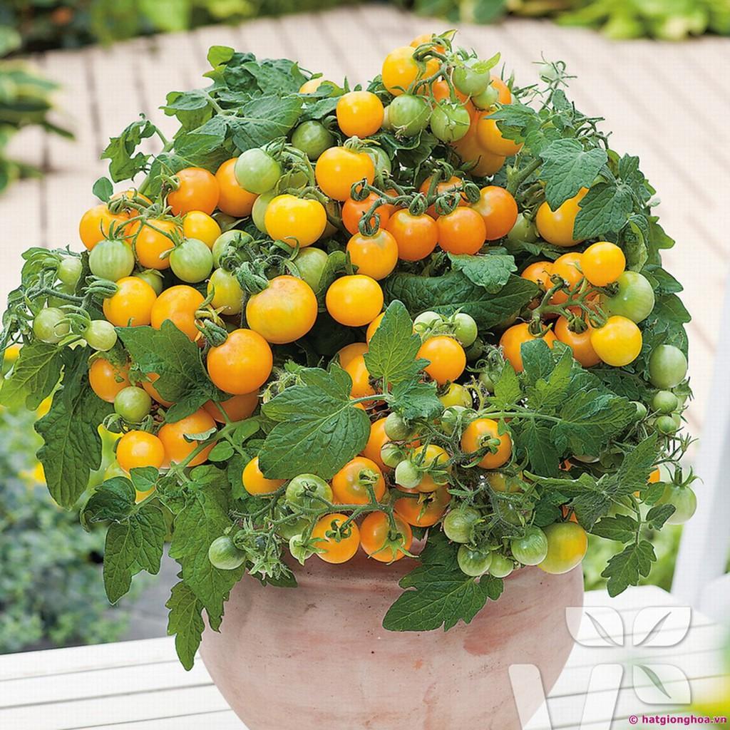 Hạt giống cà chua cherry lùn vàng 30 hạt
