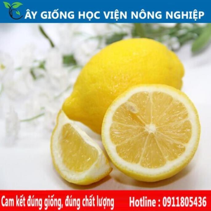 Sản phẩm Cây Ăn Trái giống chanh ngọt