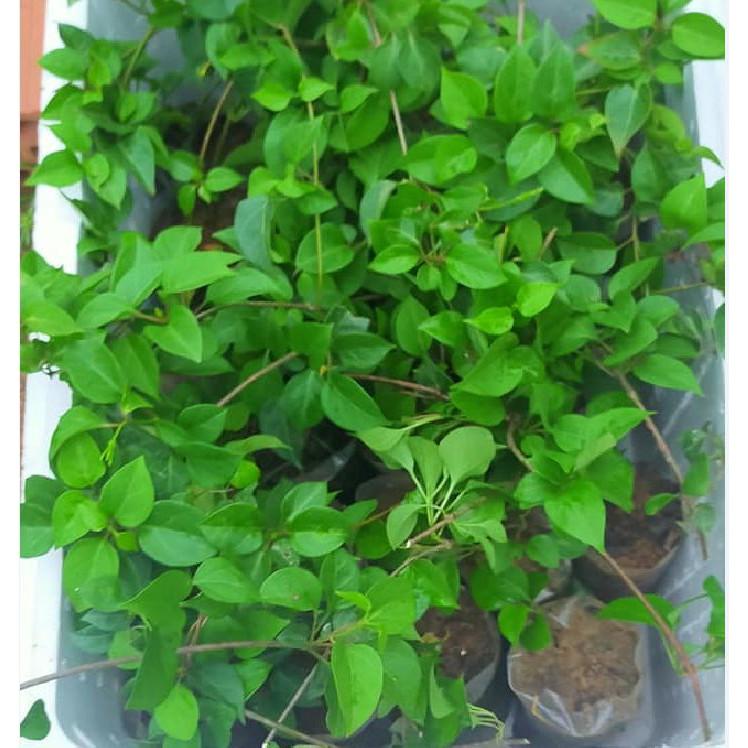 Hạt giống cây lá giang - 1 gói 10 hạt - Tặng kèm gói kích thích hạt nảy mầm