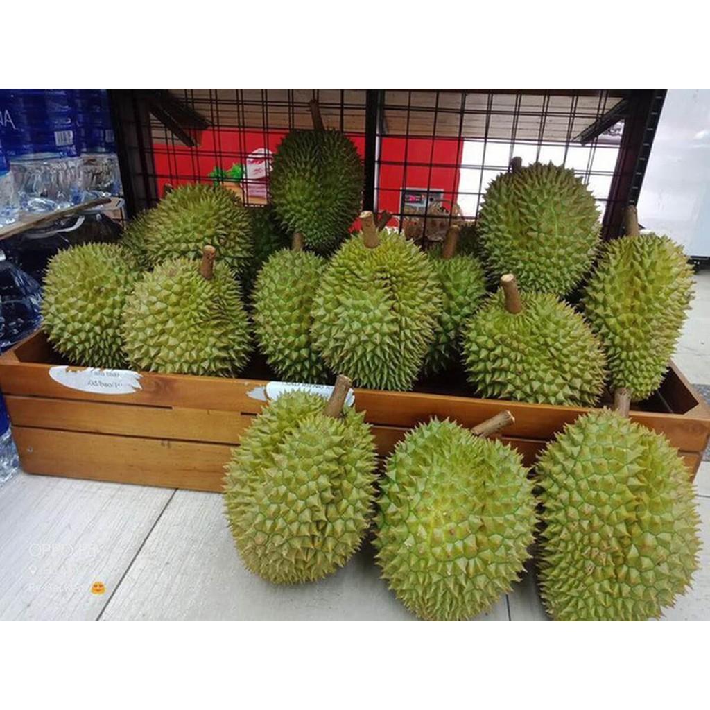 Cây giống Sầu Riêng Khổ Qua. .