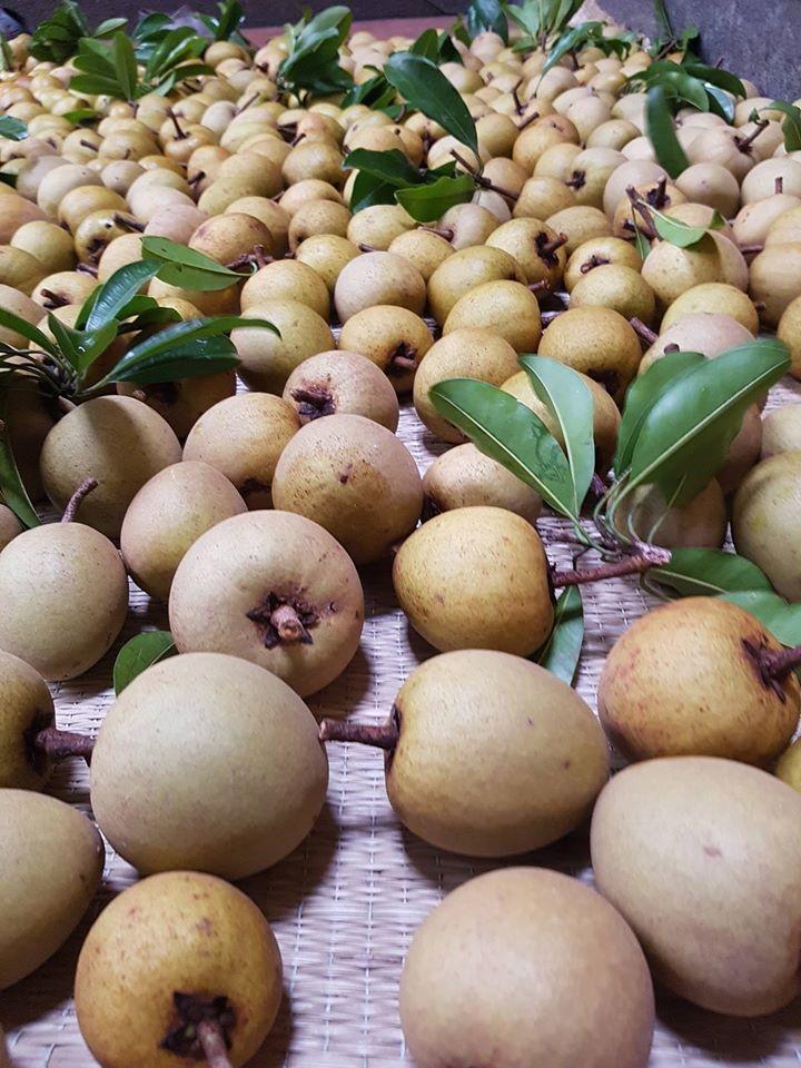 Cây HỒNG XIÊM XUÂN ĐỈNH