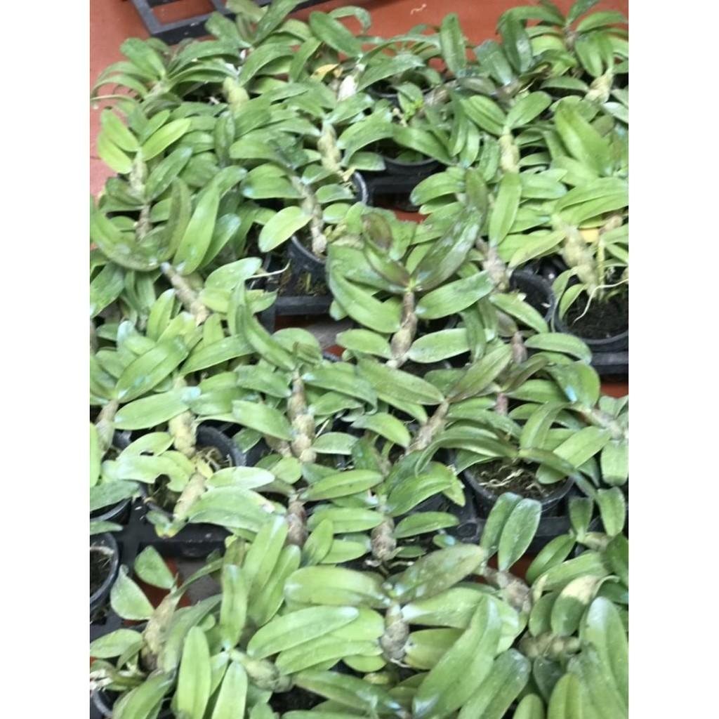 Trầm siêu tím cây giống