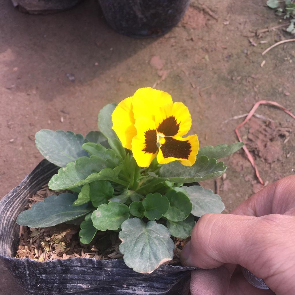 Cây Hoa Pansy Trồng Sẵn Bầu Đen,Màu Sắc Bắt Mắt