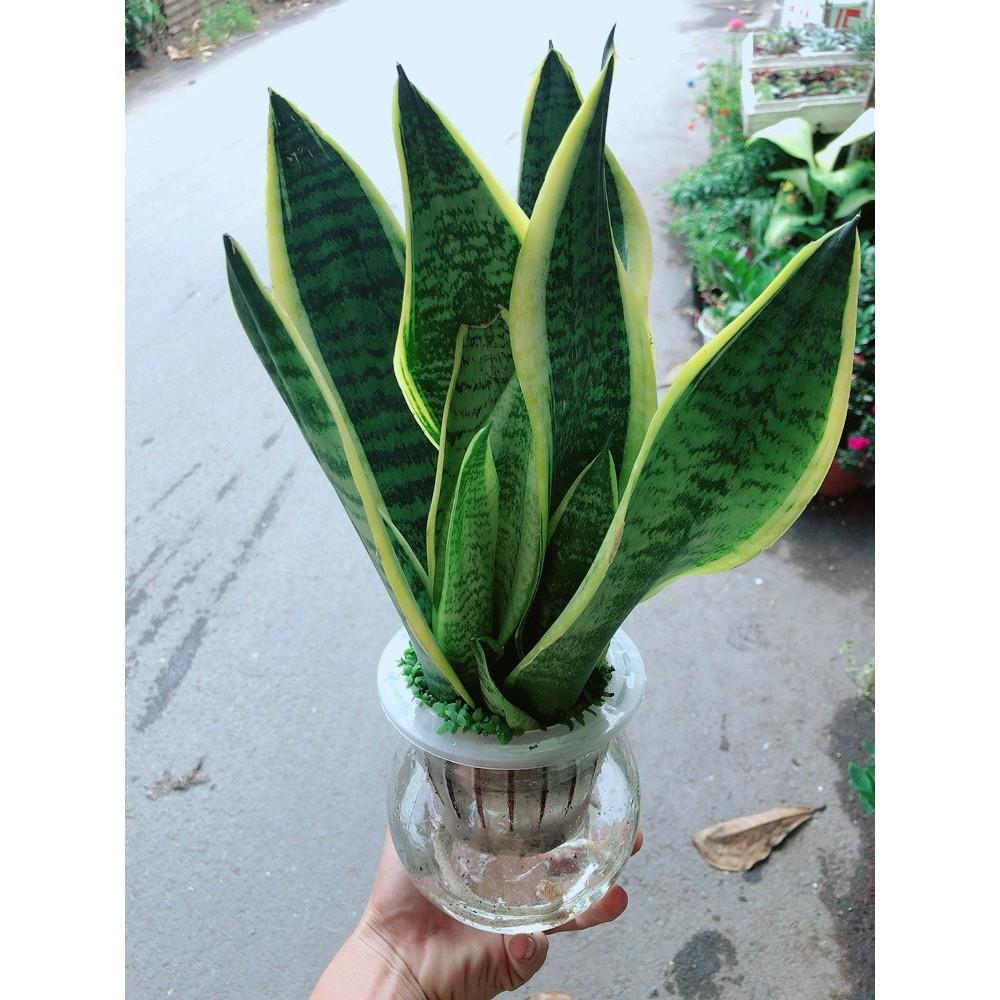 Chậu Lưỡi Hổ Viền Vàng Thủy Canh