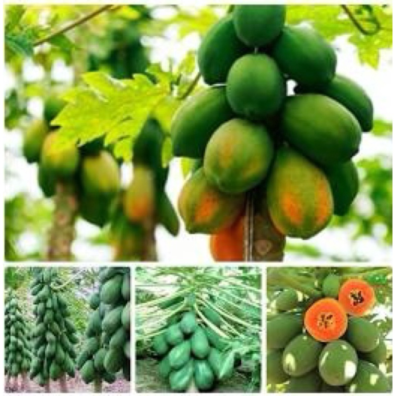 Cây Giống Đu Đủ Lùn Cao SảPhukeqket Thái Lan Siêu Ngọt