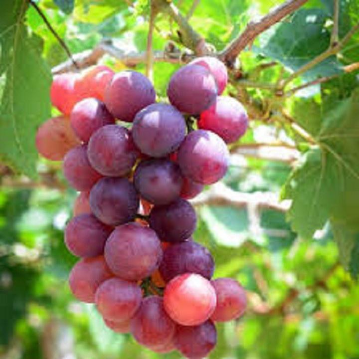 CÂY GIỐNG NHO DỎ NINH THUẬN
