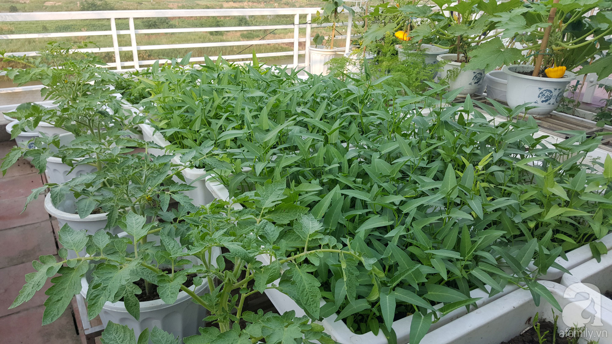 03 Gói Hạt Giống Rau Muống Tre - Nảy Mầm Cực Chuẩn