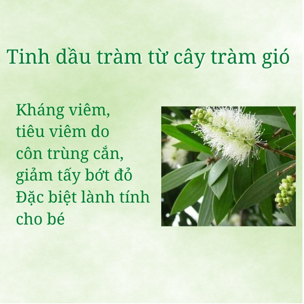 Tinh Dầu Tràm Mệ Đoan Cao Cấp Kháng Khuẩn cho Bé Sơ Sinh Sát Khuẩn Phòng Ho Côn Trùng Cắn Muỗi Đốt