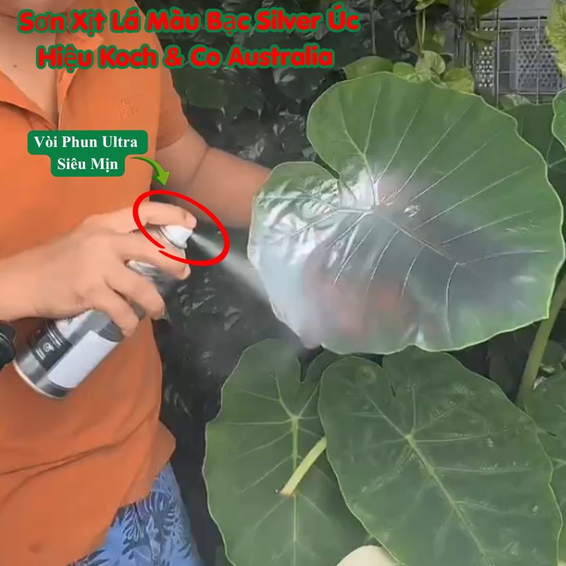Sơn Xịt Lá Màu Bạc Silver của Úc là Sơn Xịt Hoa &amp; Lá Cây Chuyên Dụng Hiệu Koch &amp; Co, Australia, mùi thơm dịu nhẹ