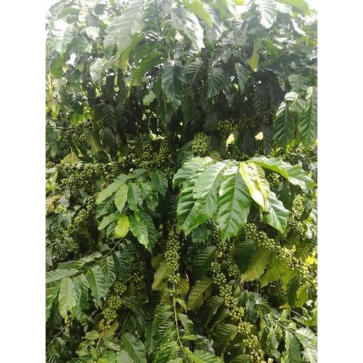 1 KG Hạt giống cà phê Thiên Trường cao sản .