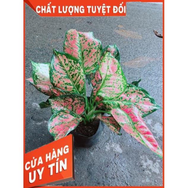 Cây Vạn Lộc