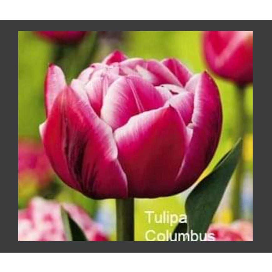 5 củ giống hoa tulip hoa kép màu đỏ