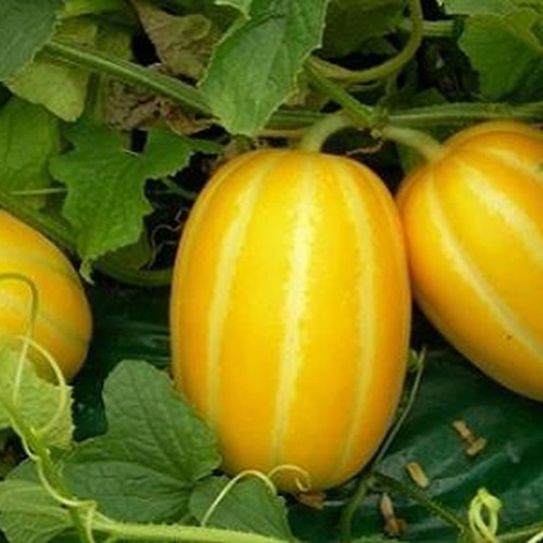 HẠT GIỐNG DƯA LÊ HÀN QUỐC GÓI 10 HẠT
