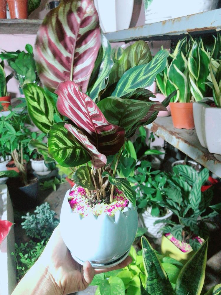 Chậu Cây Đuôi Công