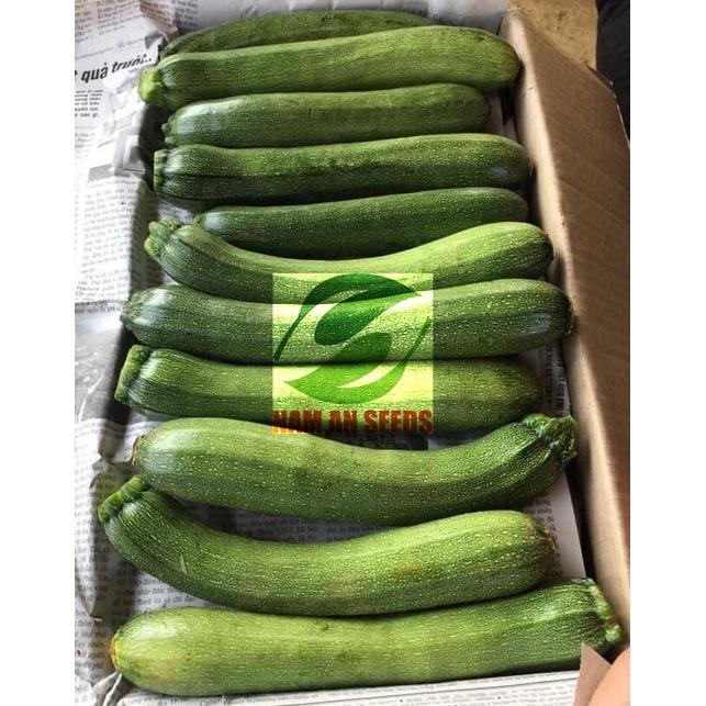Hạt giống Bí ngồi xanh F1 - Dễ đậu trái