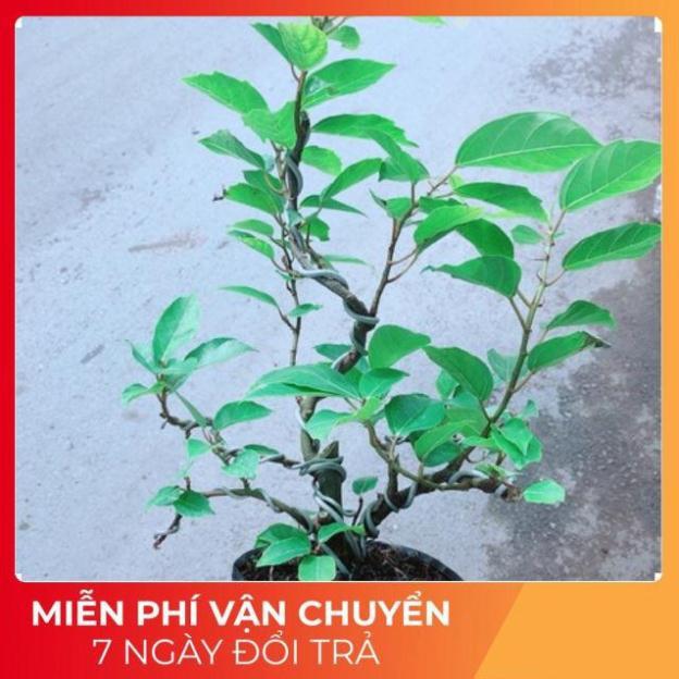 Cây Khế Bonsai